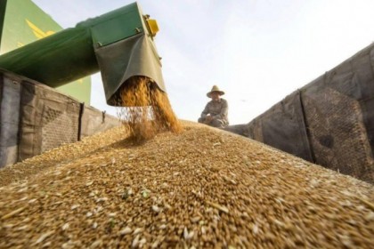 欧洲小麦市场一周聚焦：上周欧洲小麦小幅反弹